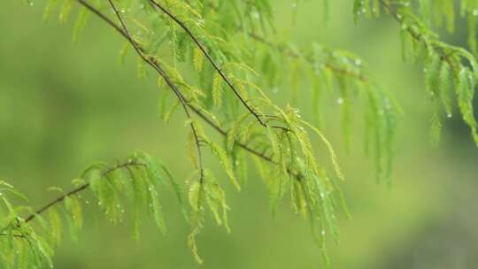 雨天的落羽杉在微风中轻轻摇曳