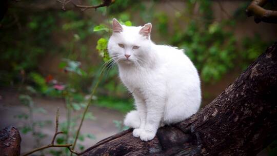 白猫在树干上坐着