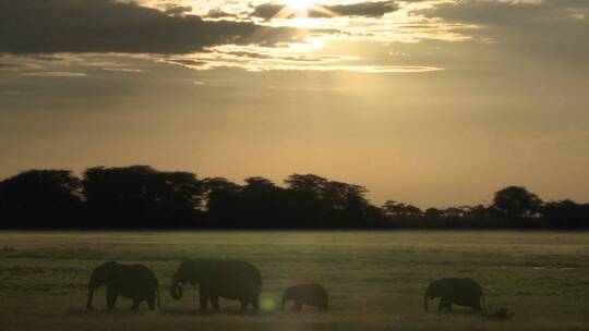 日落时分大象走在非洲大草原上