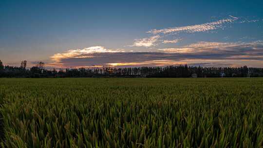 稻田夕阳延时素材