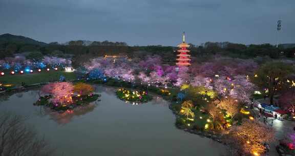 航拍武汉东湖樱花园夜景灯光秀樱花夜樱