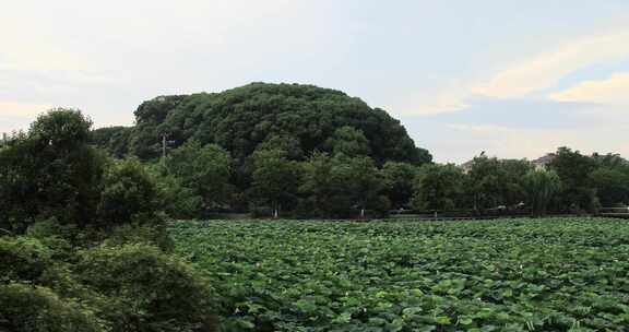 夏天苏州石湖公园景观