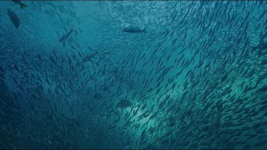 海底世界、鱼群