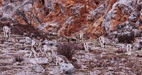 4K高清实拍高原野生动物藏羚羊岩羊