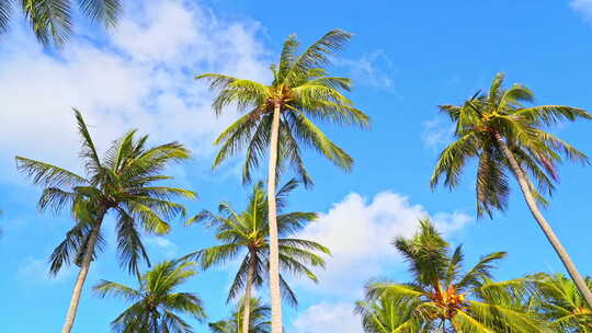 大海沙滩海浪椰子树视频素材模板下载