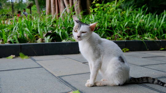 流浪猫