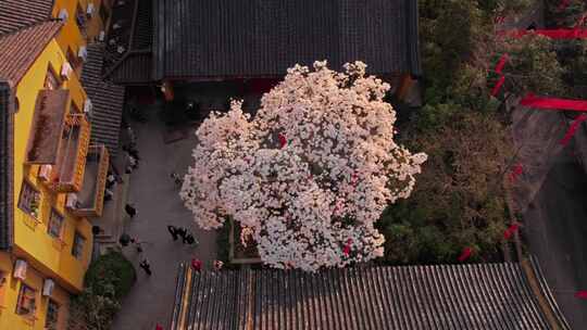 法喜寺玉兰花