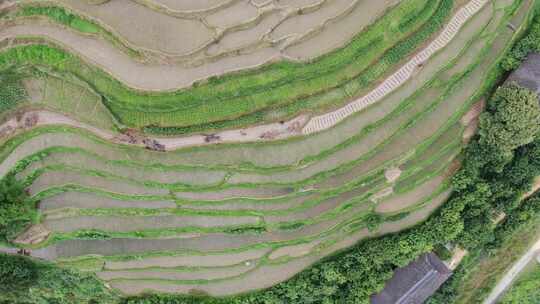 航拍农业种植大山梯田