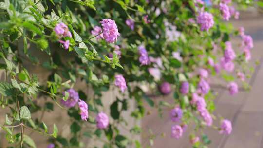 春天 花开 紫色花