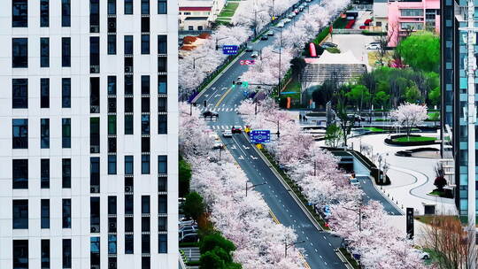 南京江北新区春日樱花大道