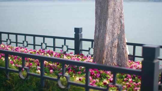 南京玄武区玄武门玄武湖景区游客观赏花朵踏