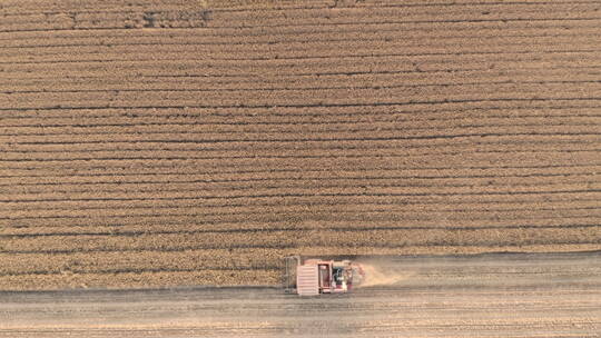 航拍俯拍芒种麦田收割机收割小麦