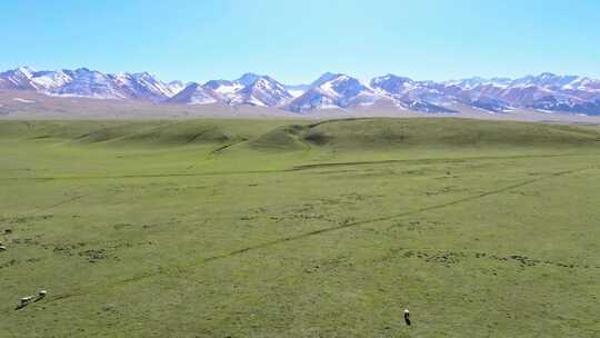 新疆伊犁那拉提空中草原的羊群