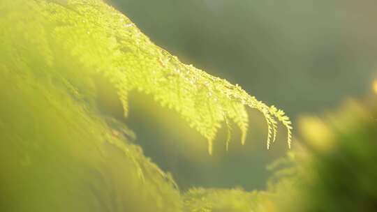 苔藓 自然生态环境 原始丛林   潮湿苔藓