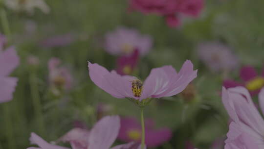 花丛中蜜蜂采蜜的自然景象