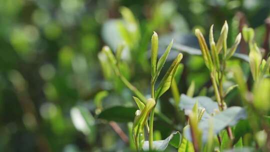 春天茶农茶叶采摘慢镜头