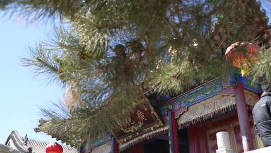 古建筑前松树及红灯笼景象