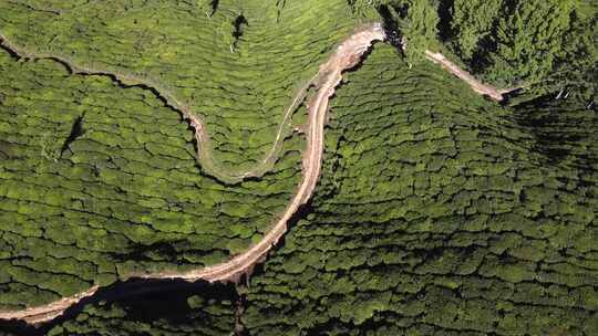 航拍茶园 茶山