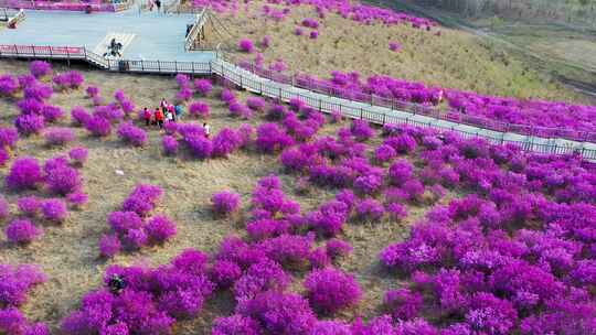 杜鹃花海