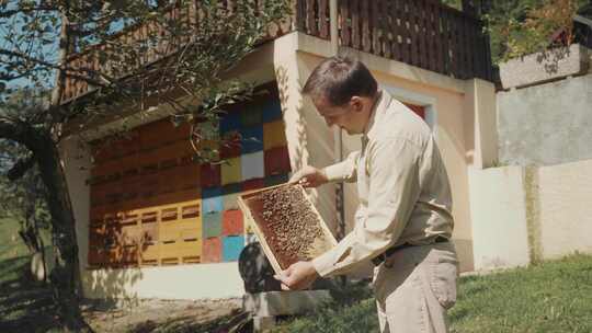 农场，蜜蜂，蜂群，蜂巢