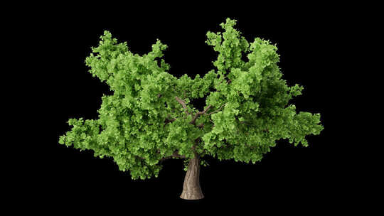 树木生长动画 透明背景