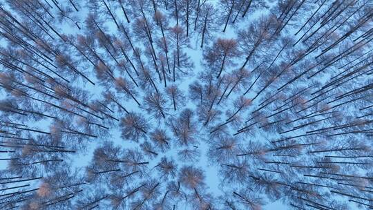 俯拍森林雪景暮色