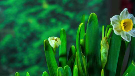 水仙花花开延时摄影