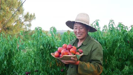 黄肉油桃