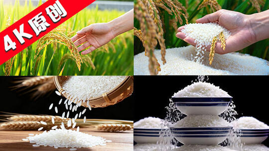 大米水稻农业丰收农田稻谷稻田米饭广告素材