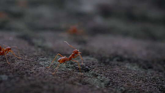 蚂蚁昆虫自然