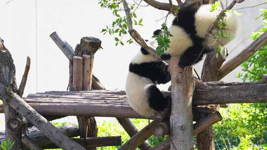 两只可爱的大熊猫幼崽一起打架摔跤玩耍