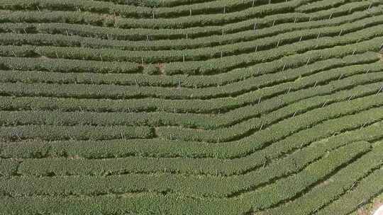 茶山 茶园 智慧茶山 智慧茶园 茶文化宣传片