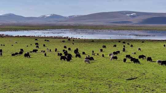 航拍牦牛西藏青海藏族牦牛群2024高原