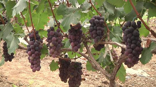 葡萄 葡萄种植 葡萄栽培合集
