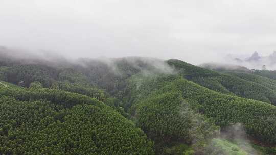 航拍森林自然风景云雾