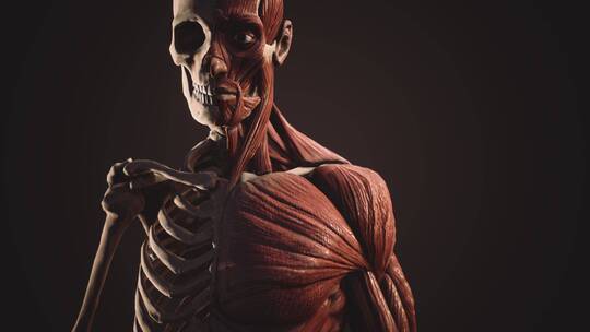 人体肌肉和骨骼模型