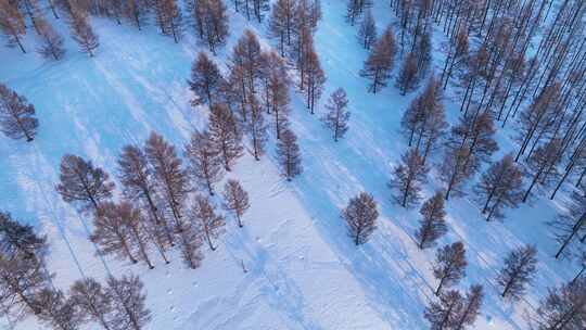 航拍雪原松林风景