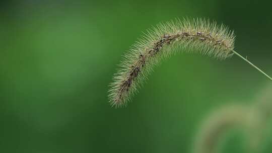 狗尾巴草小清新干净4k素材