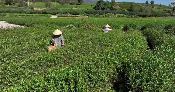 茶叶茶园武夷山茶庄大自然茶园