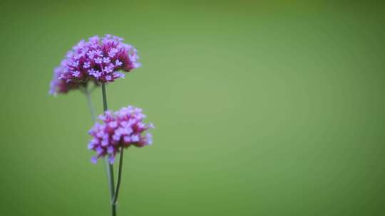 Verbana，紫色的花，花，绽放