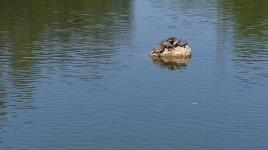 湖水中一群乌龟爬在石头上晒太阳视频素材模板下载