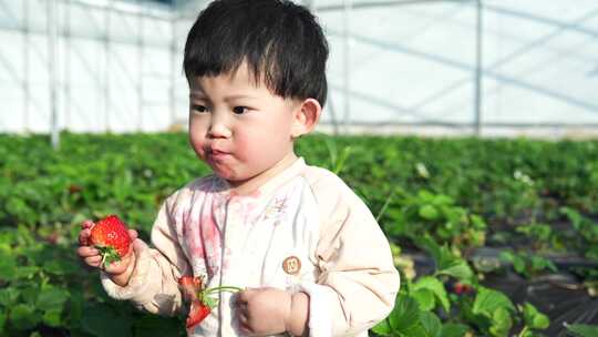 小孩在草莓地 幼儿在草莓地玩耍