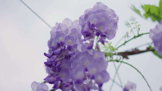 随风摇曳的春天花朵紫藤花