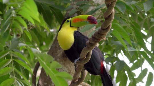 动物园热带大嘴鸟可爱观赏性鸟类视频素材模板下载