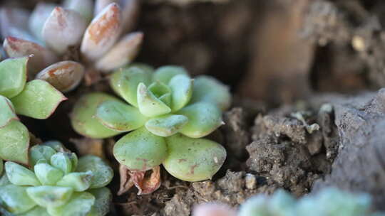 植物 绿色 盆栽 养殖