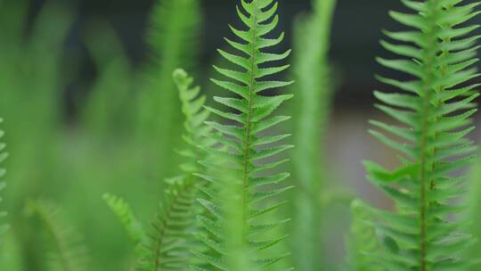 肾蕨青草