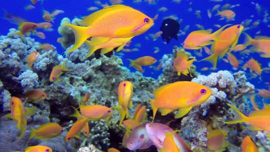 美丽的水下彩色鱼
