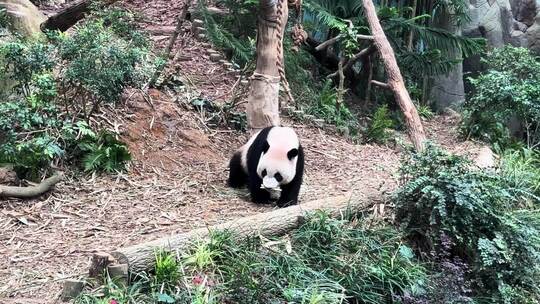一只大熊猫在新加坡动物园公园里吃棍子。广
