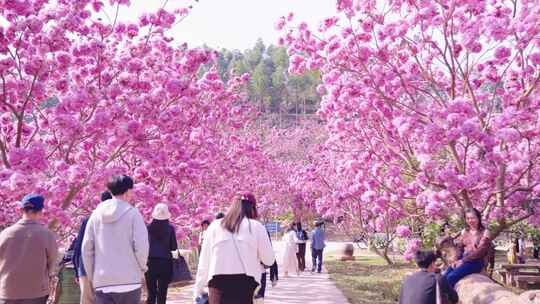 种植园盛开的紫花风铃木多镜头合辑4K