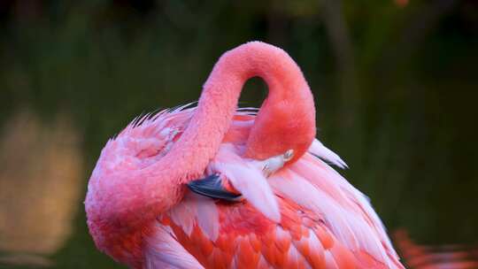 一只红粉色美国火烈鸟的特写镜头，它在大自然中用喙仔细梳理羽毛